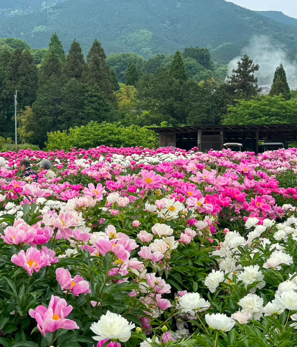 Thumbnail: Umeda Farm