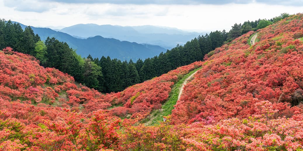 Red azalea colonies covering Mount Katsuragi, Gose City, Nara Prefecture. A hiking trail leads through the massive bloom, with distant blue mountains in the background.