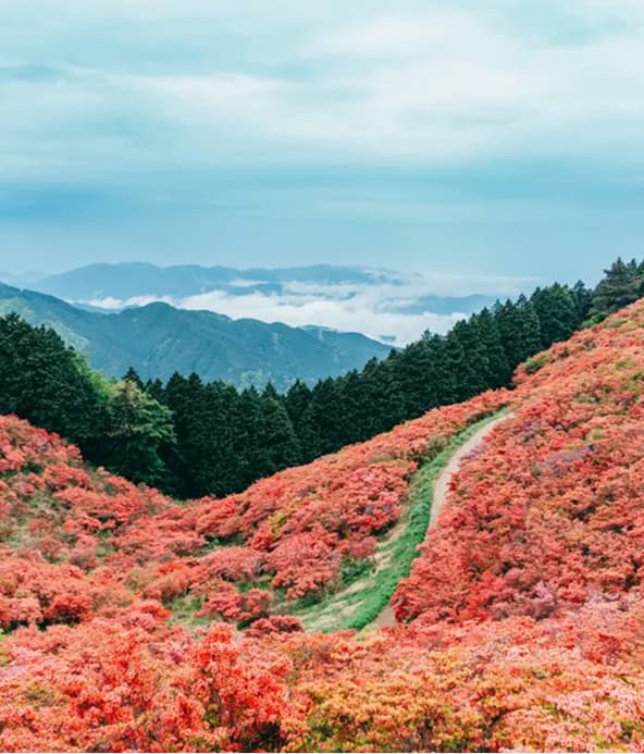 Red azalea colonies covering Mount Katsuragi, Gose City, Nara Prefecture. A hiking trail leads through the massive bloom, with distant blue mountains in the background.